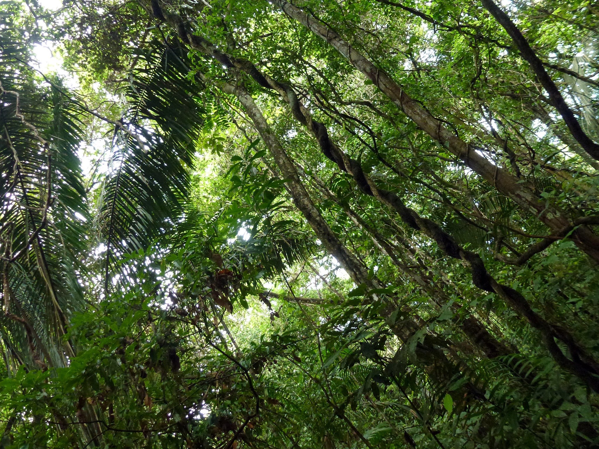 Regenwald