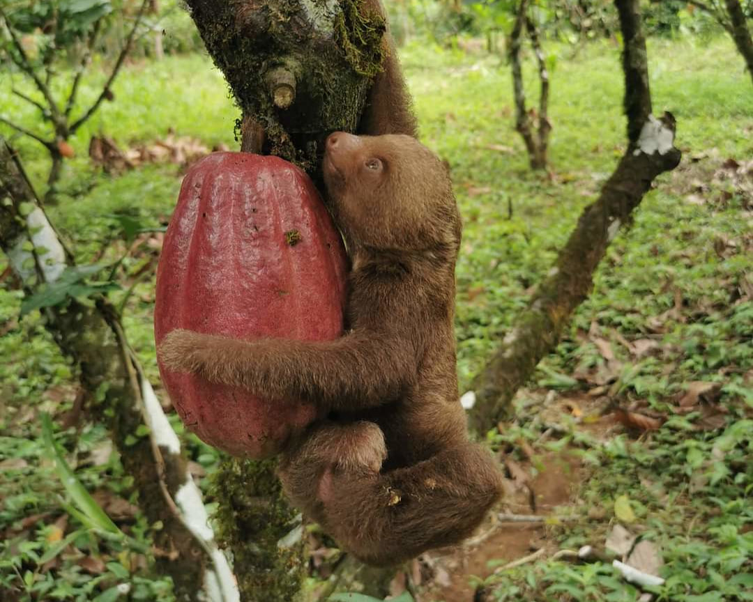Faultier auf einem Kakaobaum umarmt eine Kakaofrucht