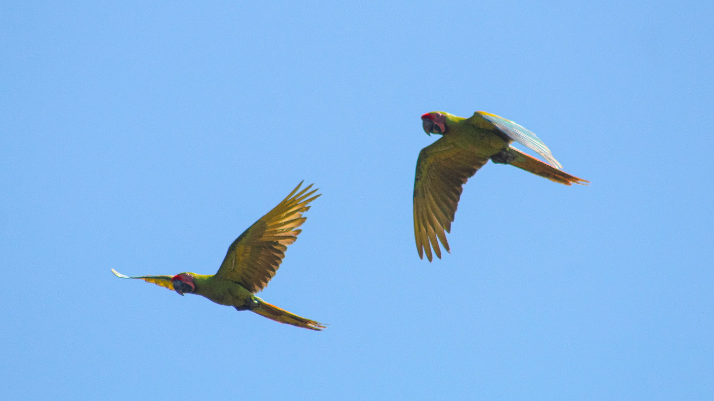 Fliegende grüne Bechsteinaras