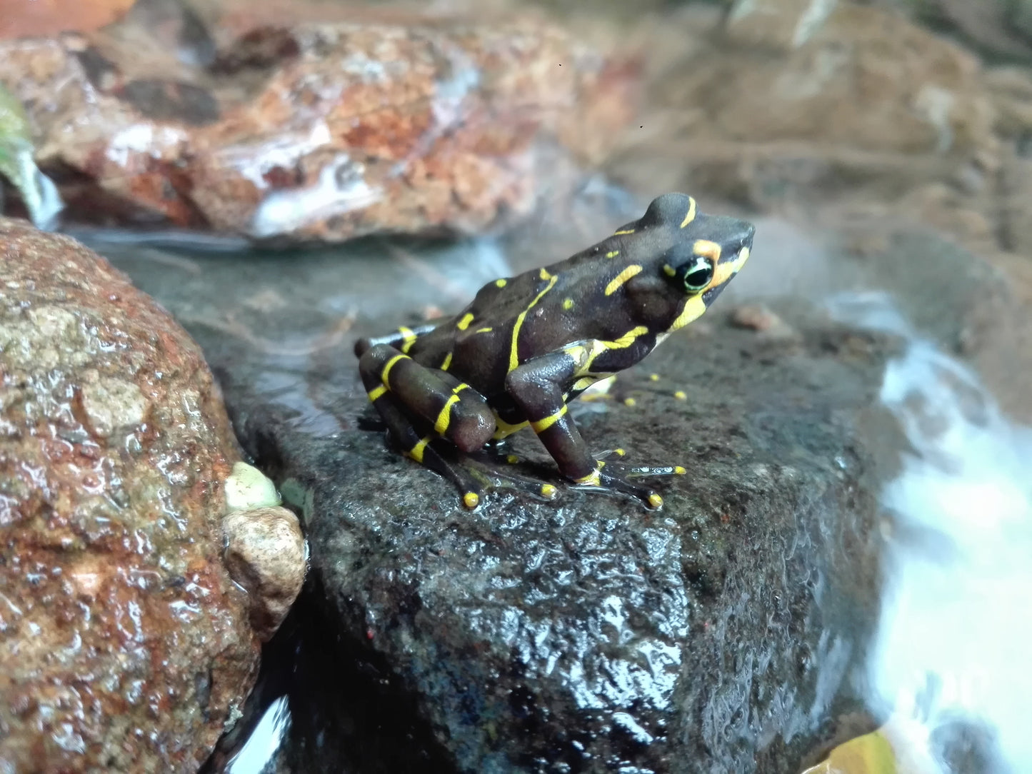 Harlekinfrosch
