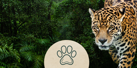 Tierpatenschaft Jaguar