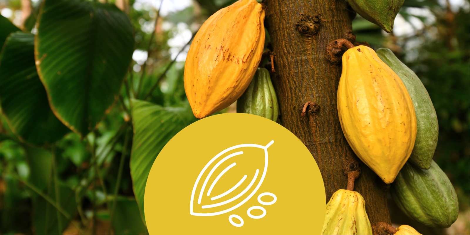KakaoBaum: Deine Kakaobaumpatenschaft in Panama