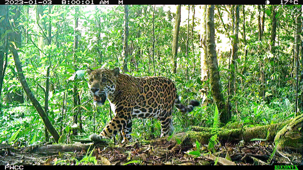 Ein von Panama Wildlife Conservation mit einer Kamerafalle fotografierter Jaguar im Wald