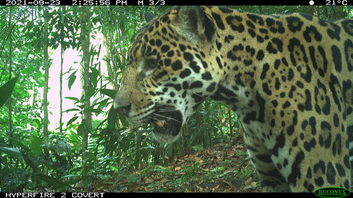 Ein Jaguar in der Wildnis von einer Kamerafalle im Regenwald fotografiert