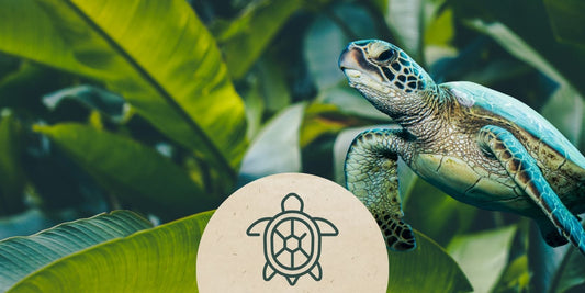 Tierpatenschaft Meeresschildkröte