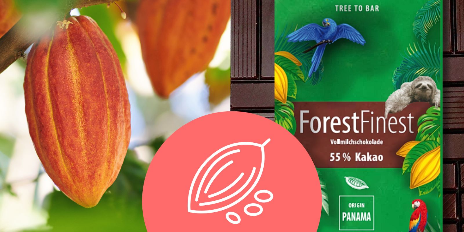 Keyvisual SchokoBaum mit zwei Tafeln Edelschokolade aus Panama