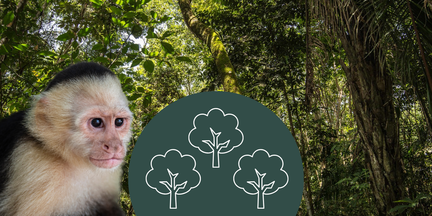 WaldSchützer Los Monos Affe