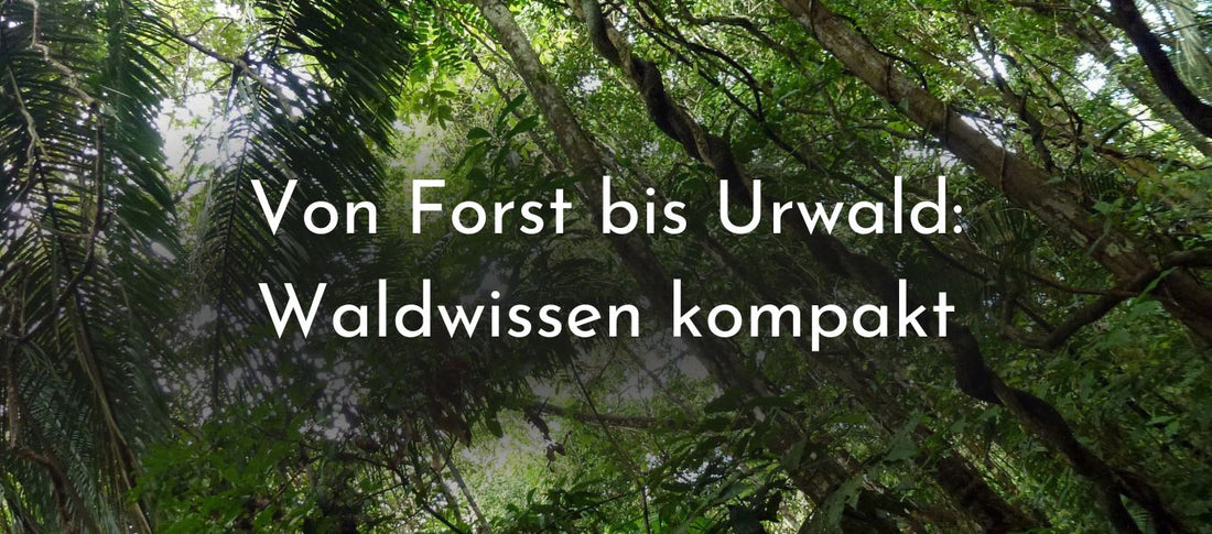 Von Forst bis Urwald: Waldwissen kompakt