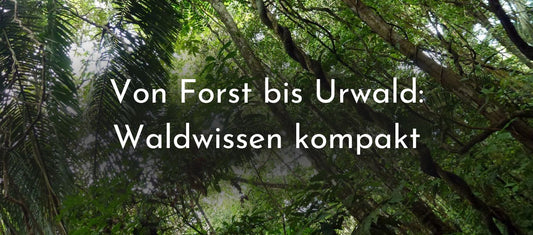 Von Forst bis Urwald: Waldwissen kompakt
