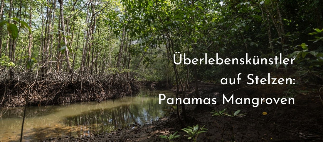 Mangrovenwald, Los Monos, Panama