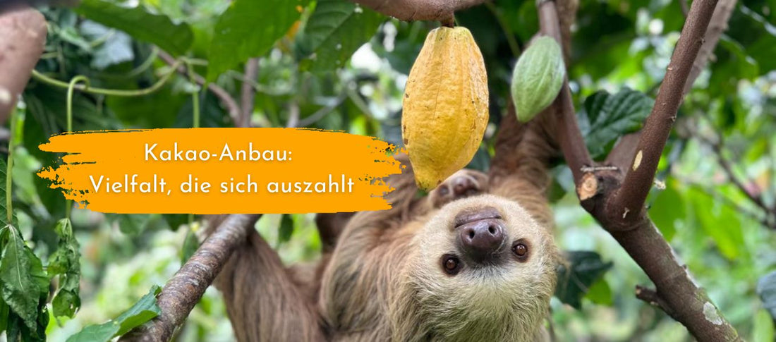 Kakao-Anbau: Vielfalt, die sich auszahlt