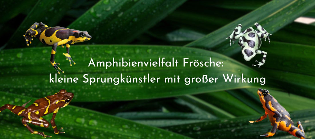 Amphibienvielfalt Frösche: kleine Sprungkünstler mit großer Wirkung 🐸💚