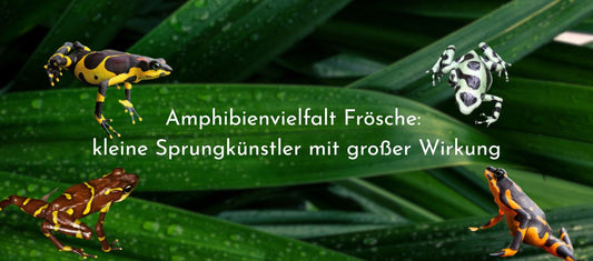 Amphibienvielfalt Frösche: kleine Sprungkünstler mit großer Wirkung 🐸💚
