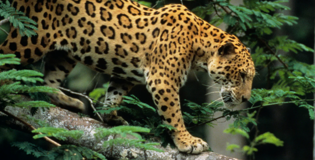 Ein majestätischer Jaguar in seiner natürlichen Umgebung: dem südamerikanischen Regenwald.