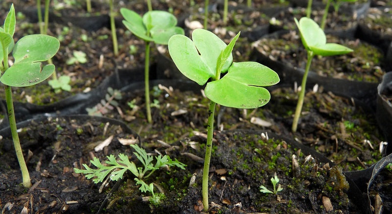 Von der Schule in den Wald: wie unsere GeschenkBäume wachsen