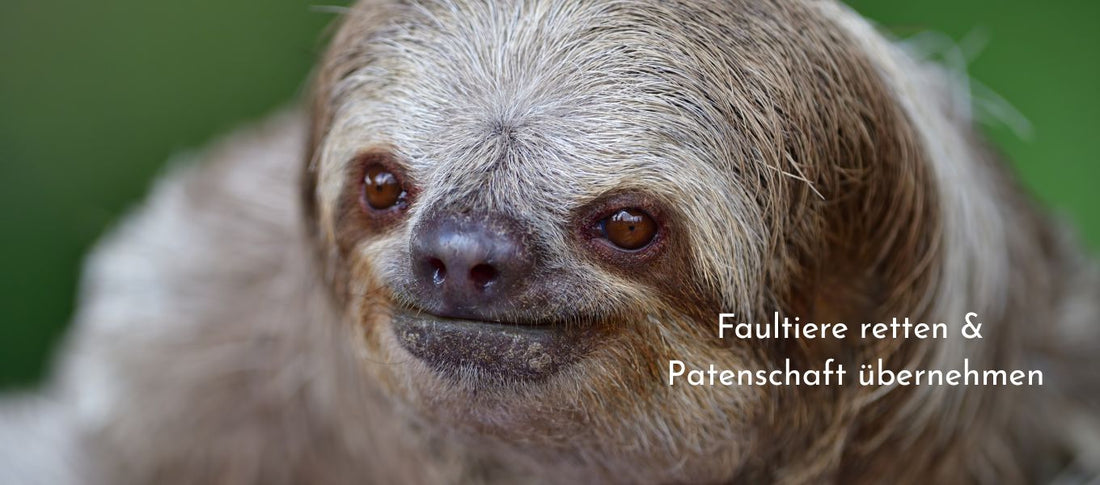 Faultiere retten & Patenschaft übernehmen🦥