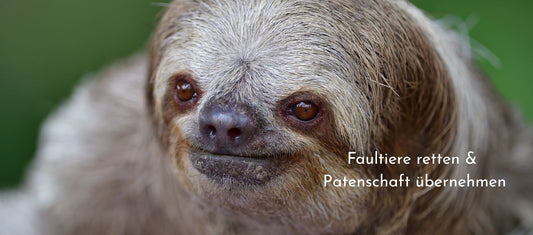 Faultiere retten & Patenschaft übernehmen🦥