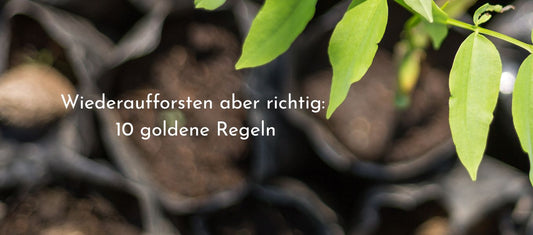 Wiederaufforsten, aber richtig: 10 goldene Regeln