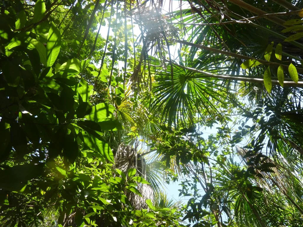 Regenwald
