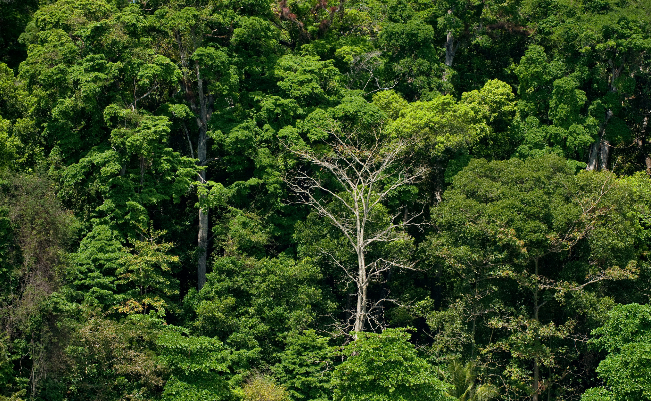 Regenwald in Panama - Heimat der Bechsteinaras.