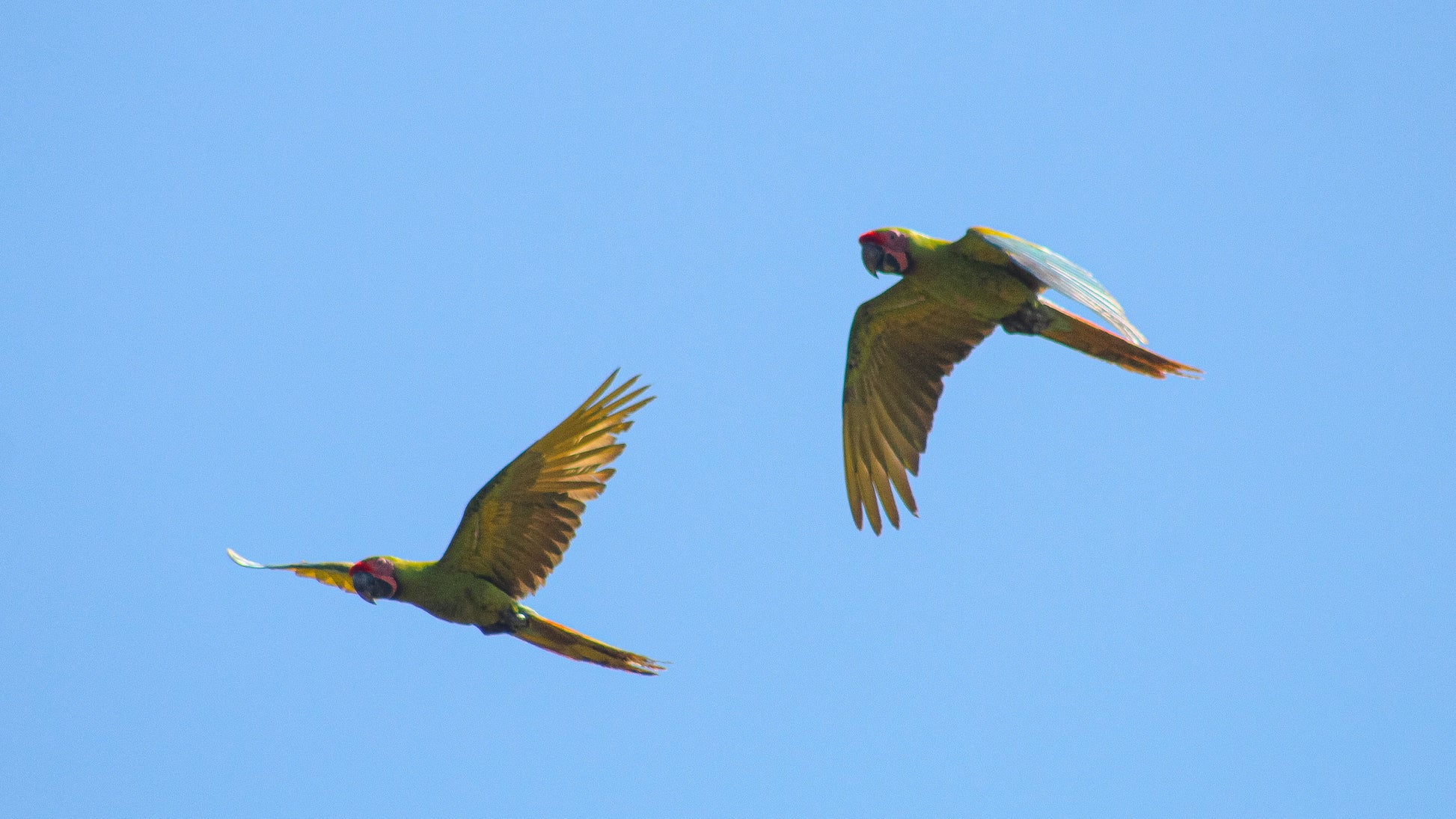 Fliegene grüne Bechsteinaras