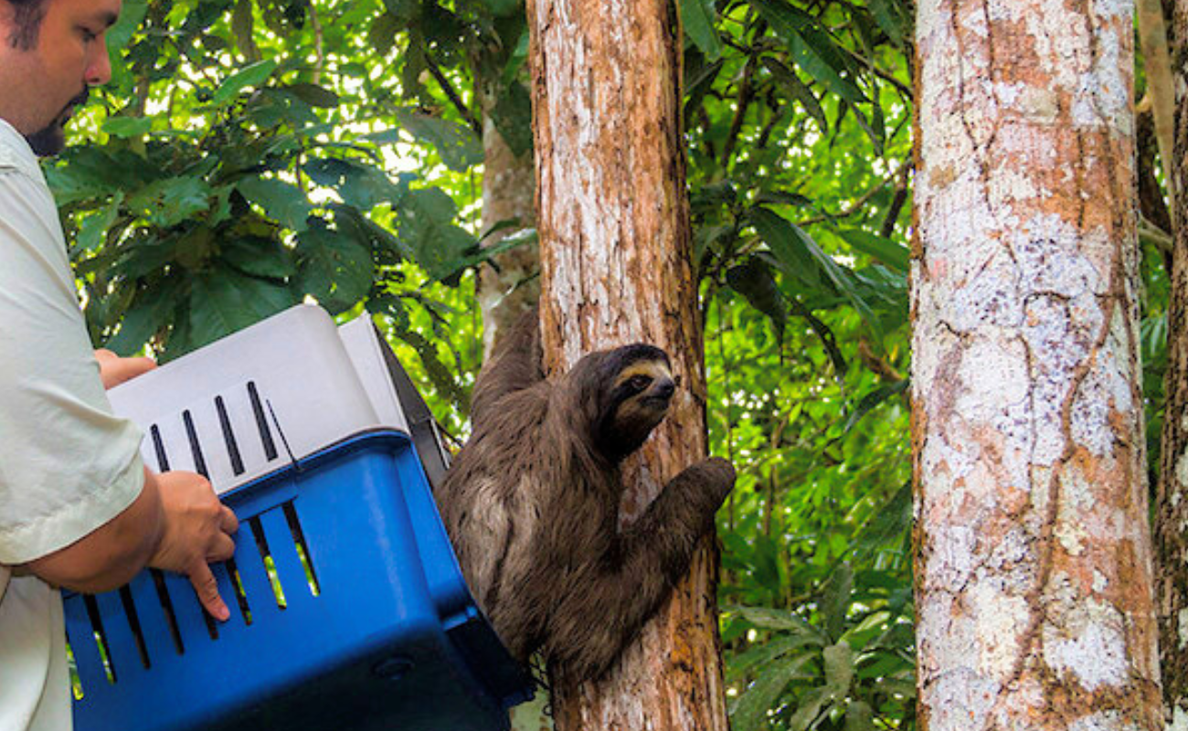 Ein Faultier wird von einem APPC Tierpfleger zurück in die Wildnis entlassen.
