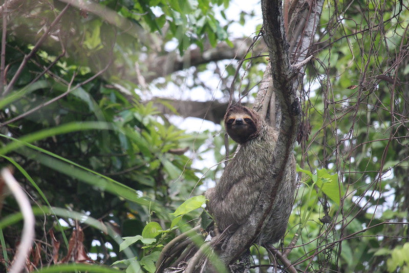 Ein Faultier ruht sich in den Baumkronen unserer Wälder in Panama aus. Faultier Patenschaft mit Waldschutz!