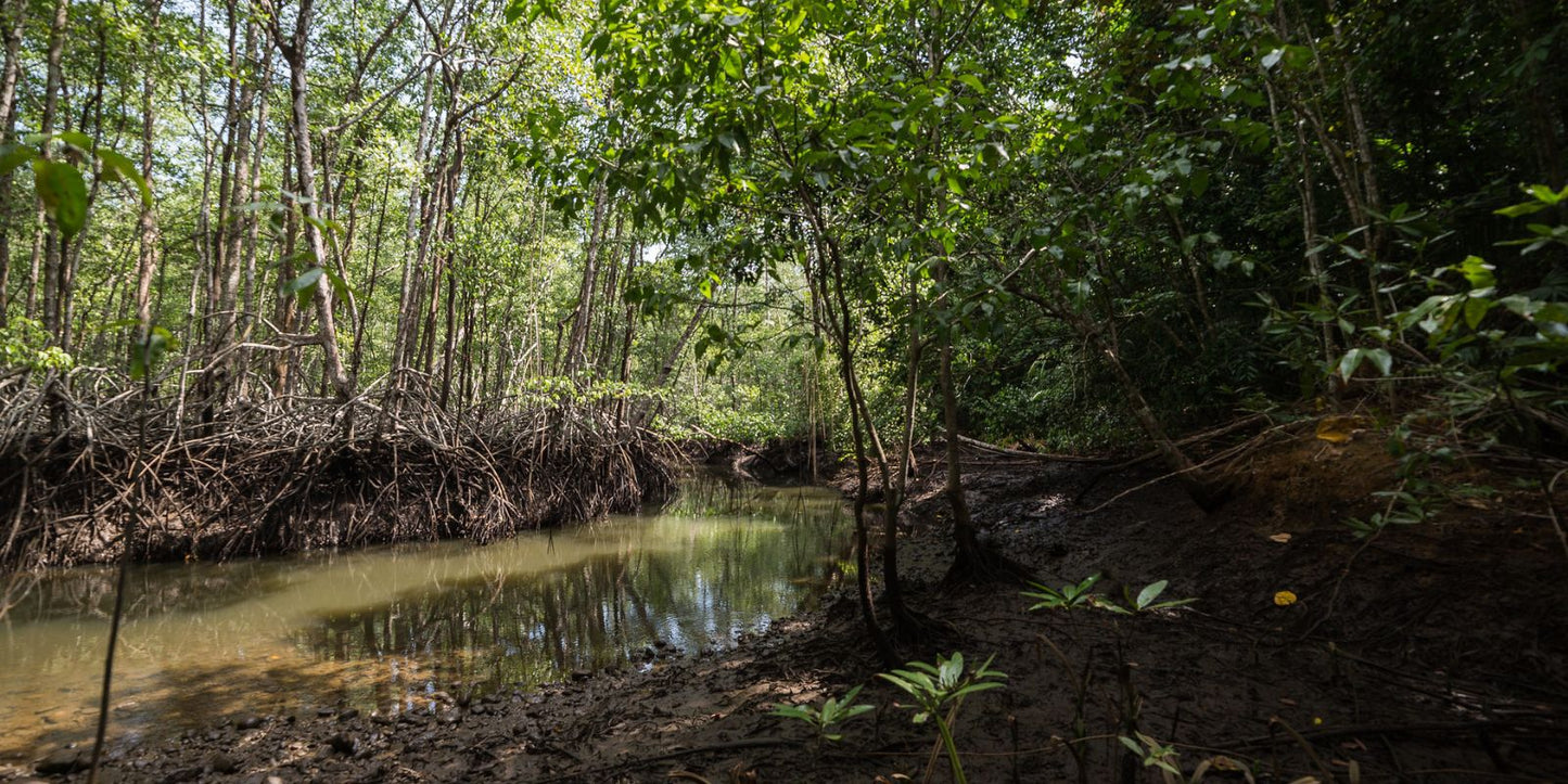 Mangrovenwälder  im Panamaischen Regenwald sind die Heimat der Frösche.
