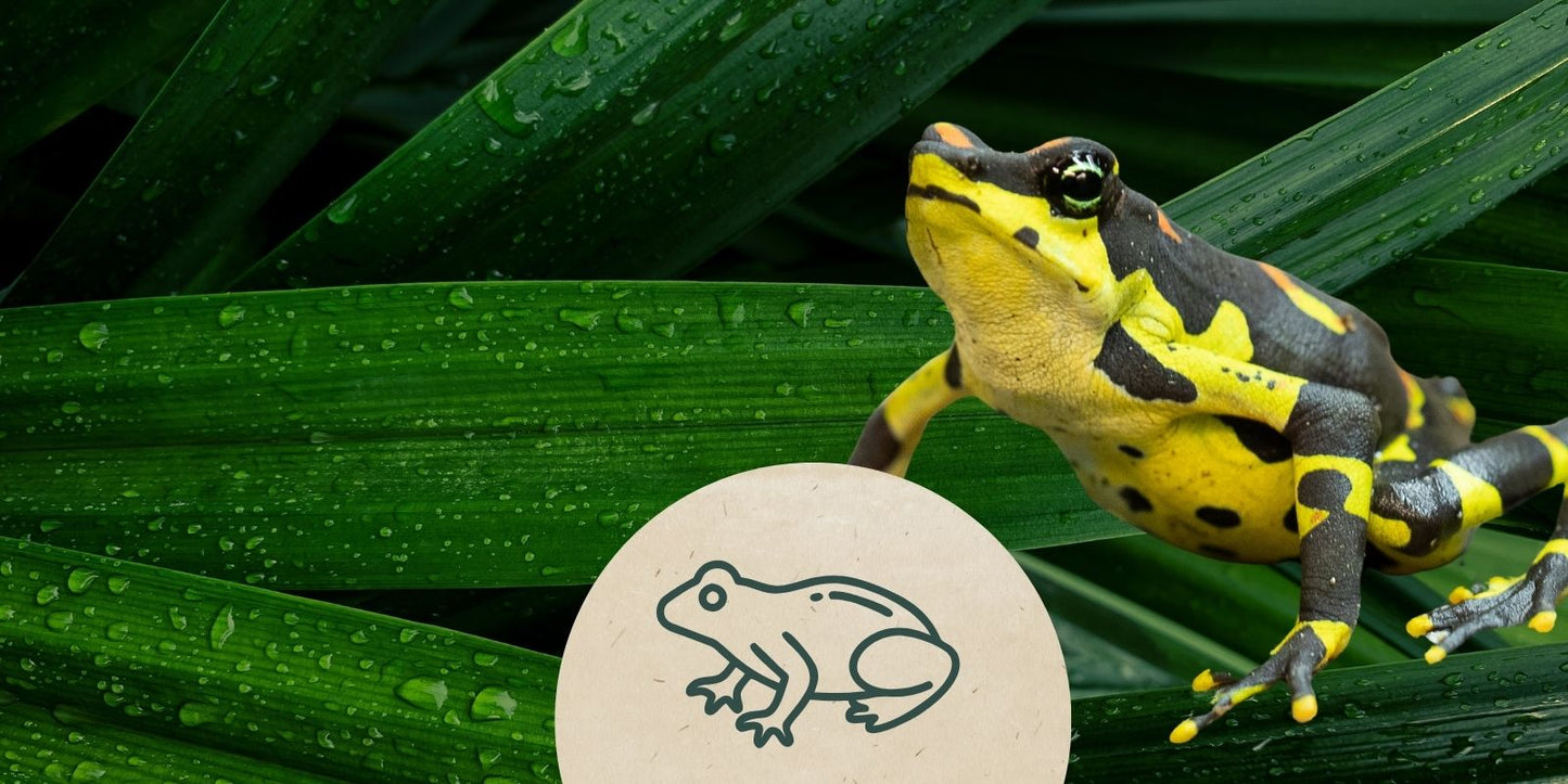 FroschWald