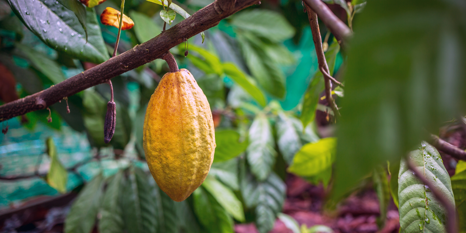 Eine gelbe Kakaofrucht am Kakaobaum