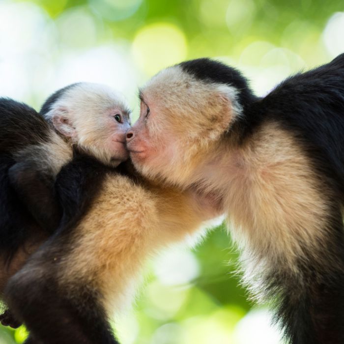 Kapuzineraffenim Regenwald 