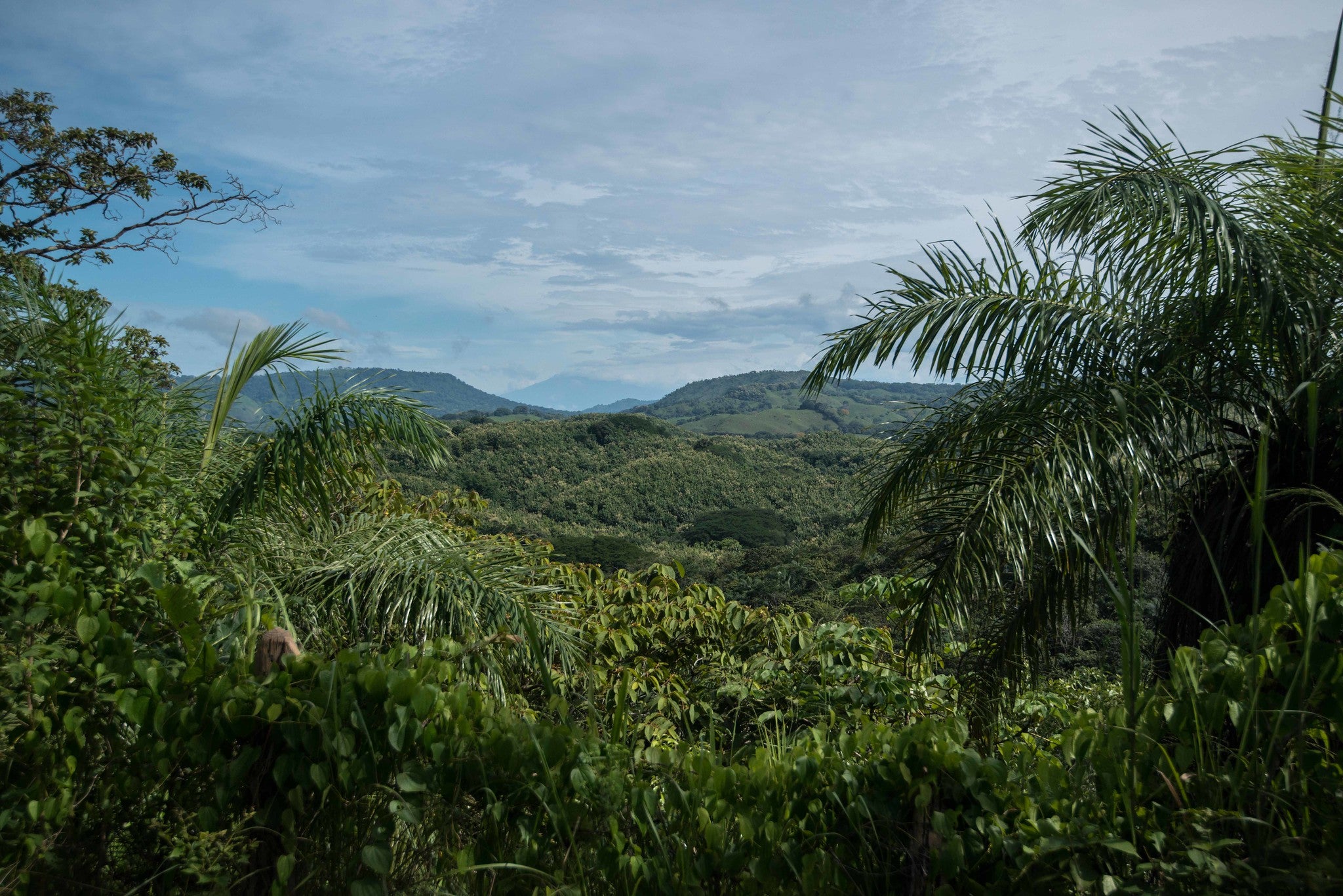 Waldfläche WaldSchützer von oben