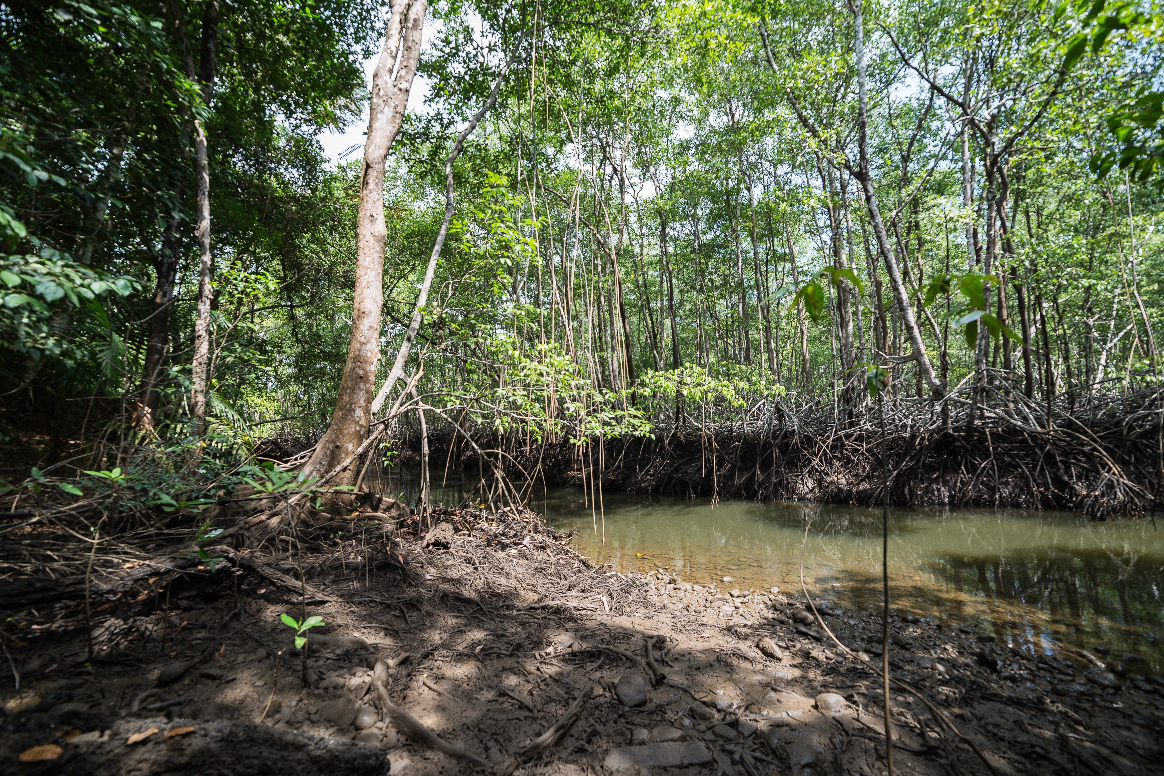 WaldSchützer Mangroven in Panama