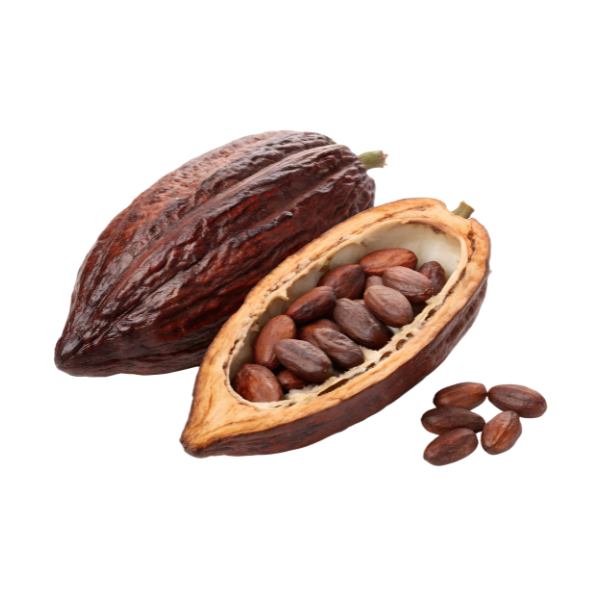 Kakaofrucht freigestellt