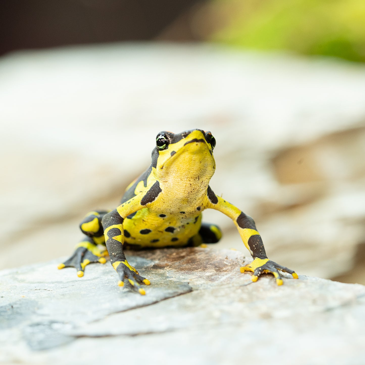 FroschWald