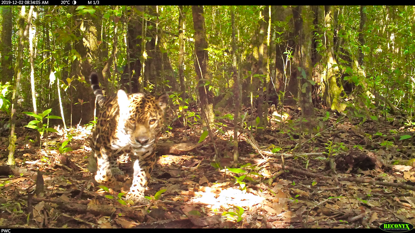Ein sich anpirschender Jaguar im Regenwald in Panama