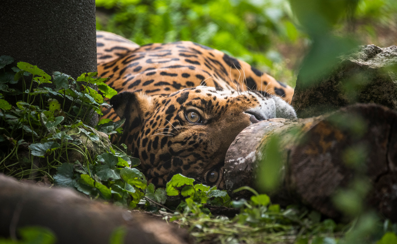 Jaguar liegt und schaut direkt in die Kamera