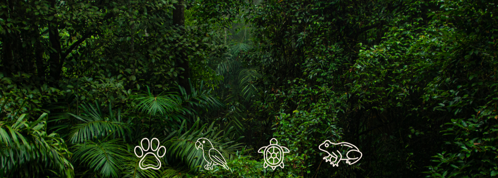 Tierpatenschaften Bildbanner mit Urwaldfoto