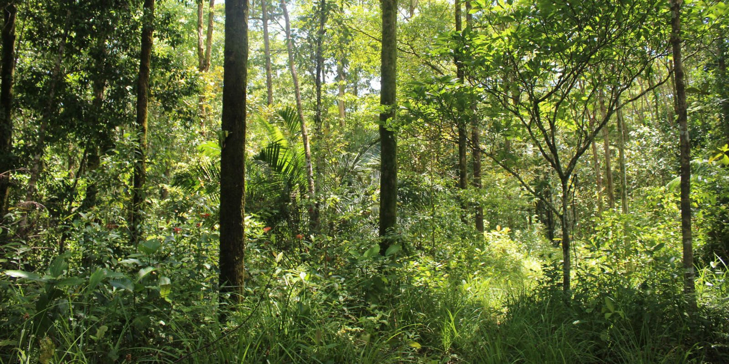 Waldschutz in Panama