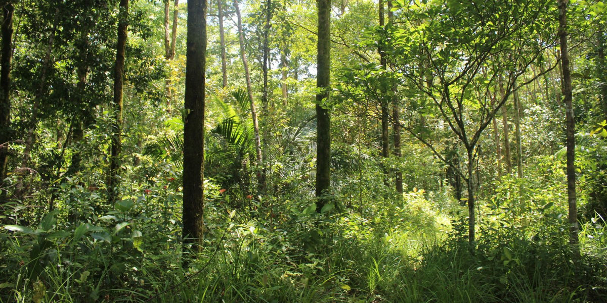 Waldschutz in Panama