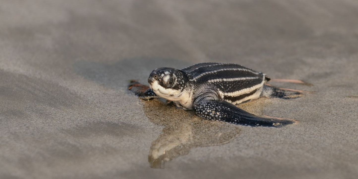 Eine junge Meeresschildkröte am Strand.