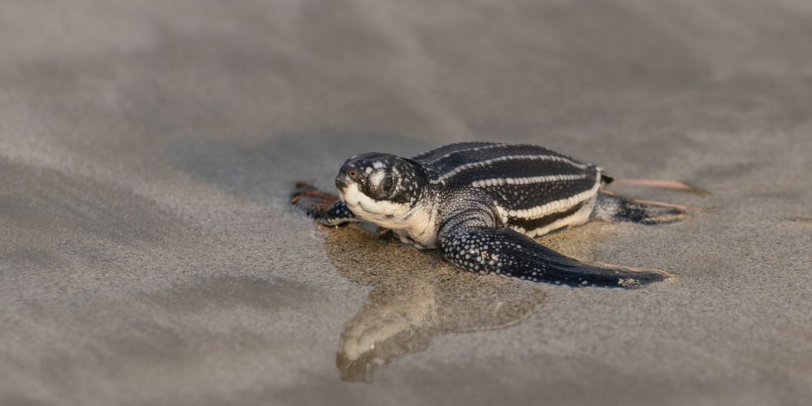 Eine junge Meeresschildkröte am Strand.