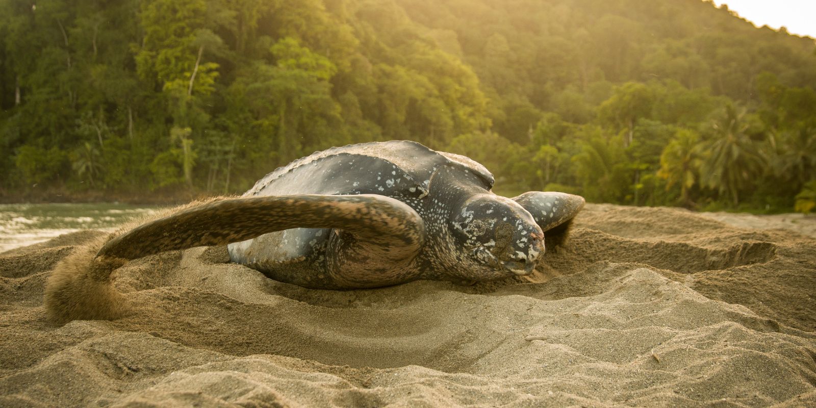 Die bedrohte Lederschildkröte legt ihre Eier immer am selben Strand ab - ihre Nester brauchen unseren Schutz!