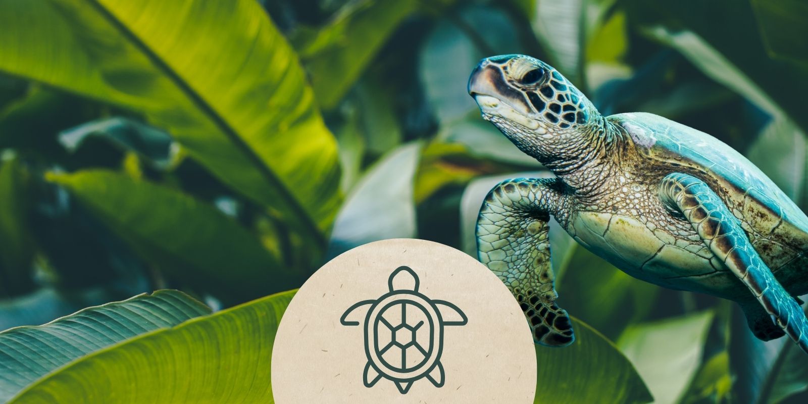 Tierpatenschaft Schildkröte
