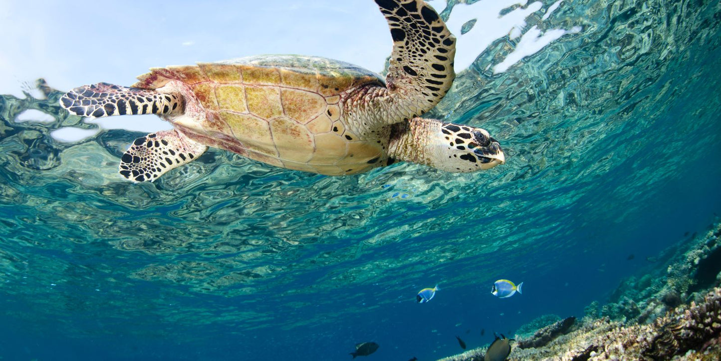 Eine Schildkröte in ihrem natürlichen Lebensraum: dem Meer!