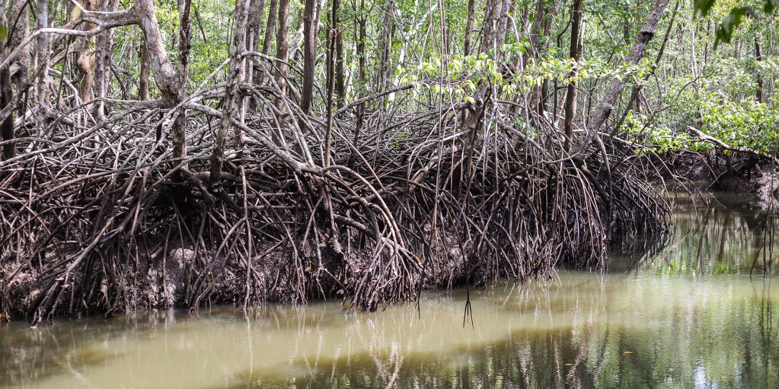 Mangroven in unserem Schutzgebiet "Los Monos" in Panama.