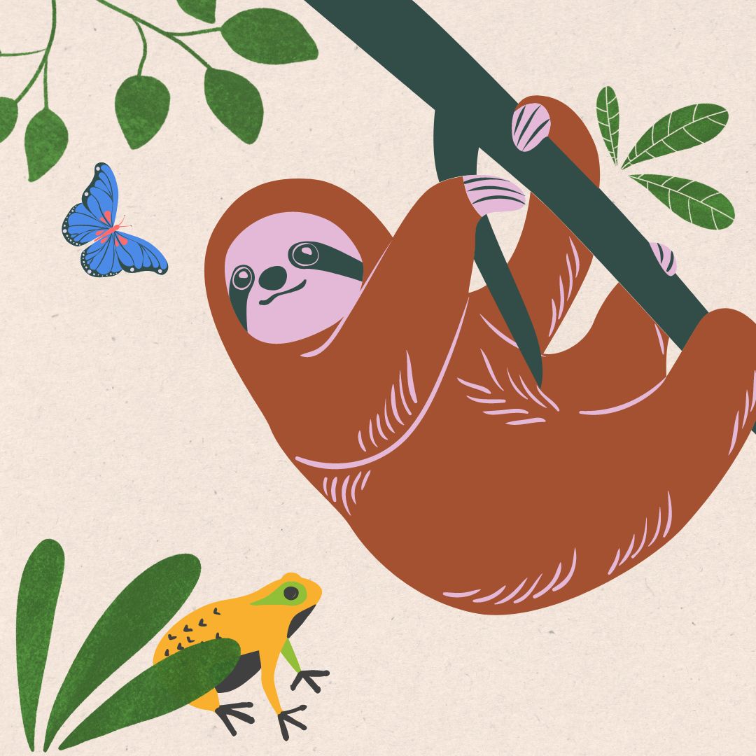 Nachhaltige Geschenke zur Einschulung: Regenwald & Faultiere schützen