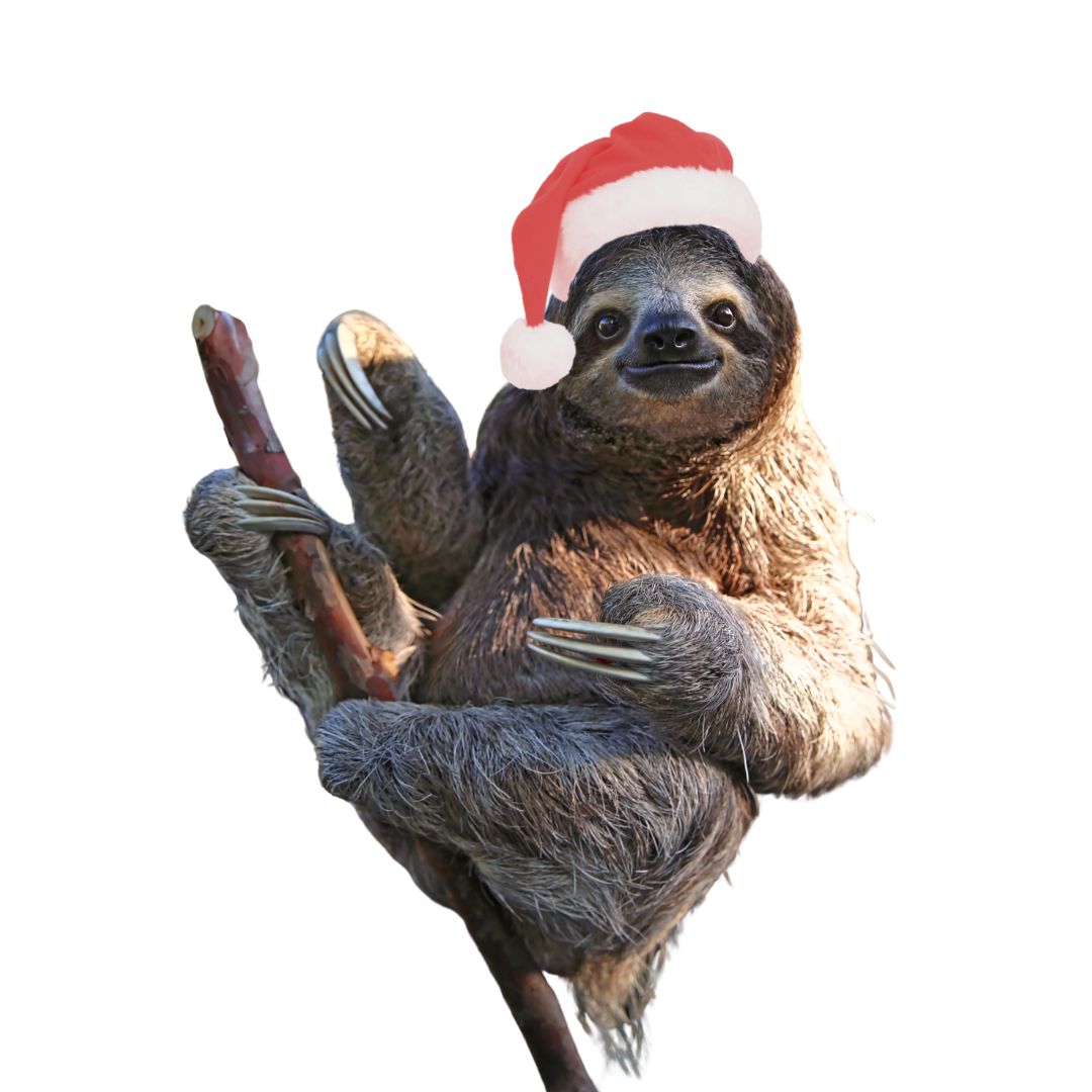 Ein Faultier, das eine Weihnachtsmütze trägt - Baumpatenschaften schützen Fauna und Flora!