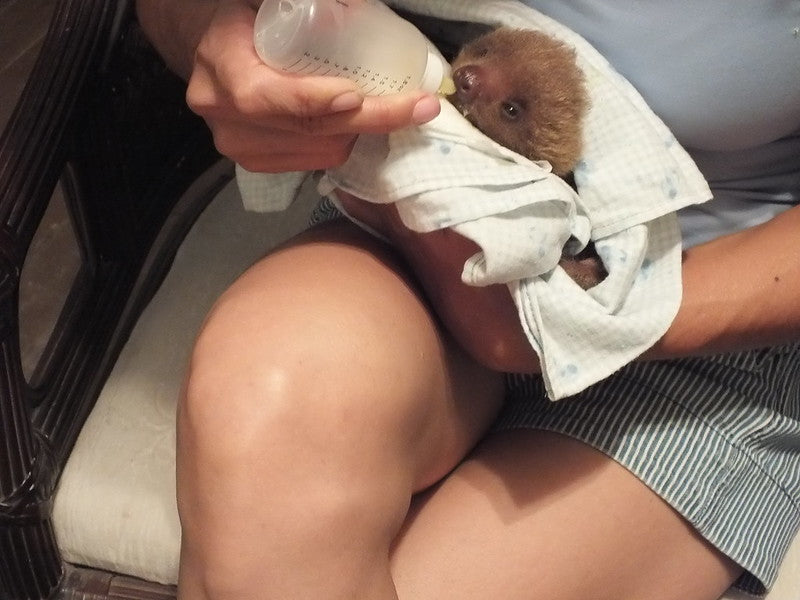 Faultierbaby in Auffangstation wird mit Flasche gefüttert