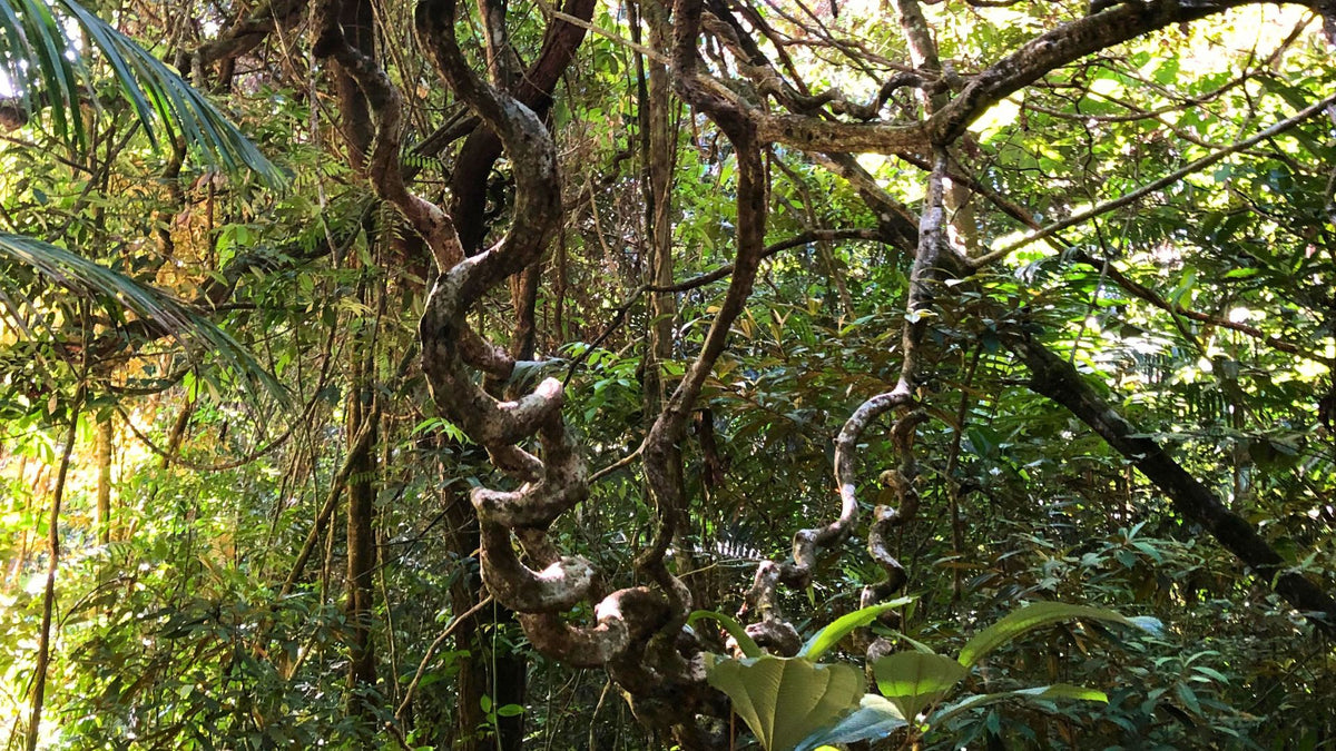 Liane im tropischen Regenwald Los Monos Panama, Regenwald mit einzigartiger Artenvielfalt 